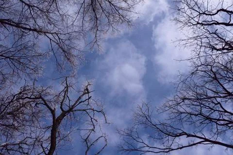 Newly  snow on tree in forest  on  winter  day Stock Photos