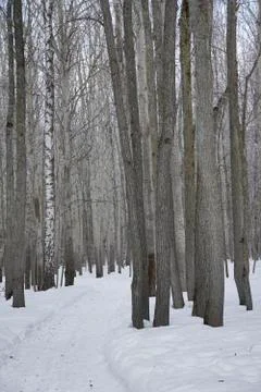 Newly  snow on tree in forest  on  winter  day Stock Photos