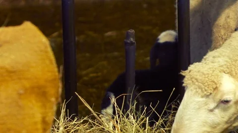 Newly-spotted lamb, goes towards his mother sheep Stock Footage 87206522