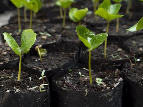 Newly sprouted coffee beans in a seedling tray. Stock Photos