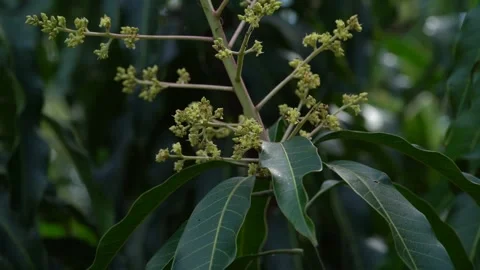 Newly Sprouted Flowers Of Mango Tree Are Blooming With Greenery Leaves. Stock Footage 168811094
