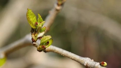 A newly sprouted leaf swaying in light wind Stock Footage 209916243