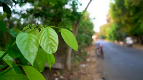 Newly Sprouted Leaves Macro Perspective Stock-Footage 332893150