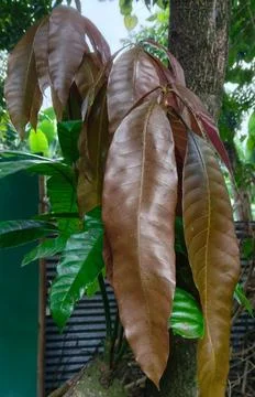 Newly sprouted mango leaves Stock Photos