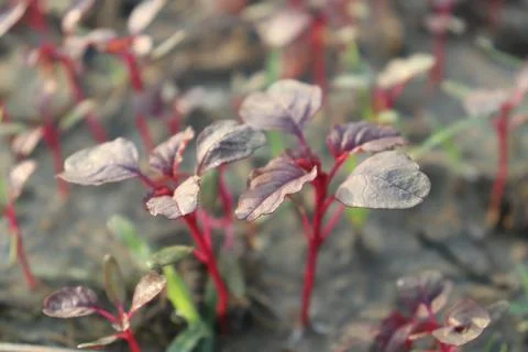 Newly sprouted Ruby Red Swiss Chard plants grow in a garden patch 写真素材