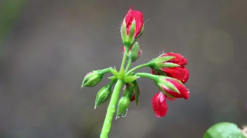 Newly sprouting red wet flower in spring rain. very close up flower detail. Stock Footage 308111676