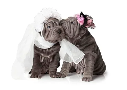 Newlywed 스톡 사진