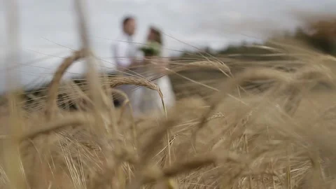 Newlyweds dance in a field of wheat Stock Footage 146574112