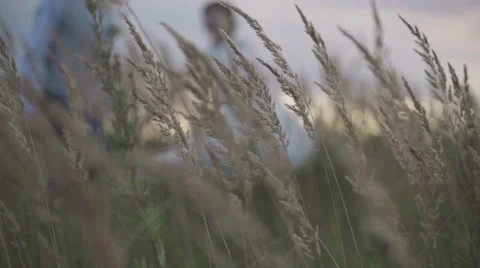 Newlyweds in a field at sunset Stock Footage 63602416