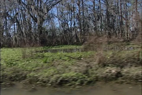 NewOrleansSwamp2 Stock Footage 921784