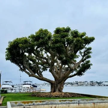 Newport Beach tree Stock Photos