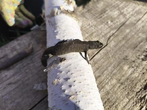 Newt crawling on a log. Triton. Lizard-like animals. Wildlife Stock Photos