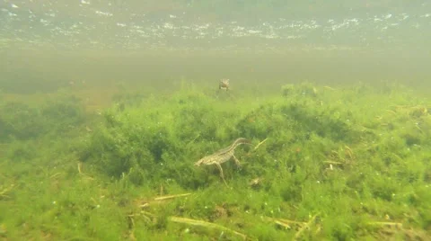 Newt floats over green algae directly to the camera lens Video stock 40745491