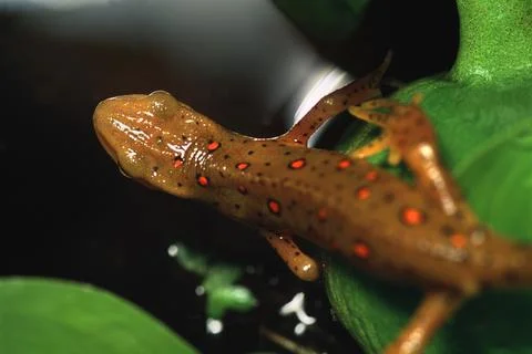 Newt On Leaf Stock Photos