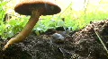 newt mushroom HD Footage