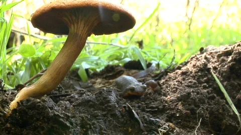 Newt mushroom Video stock 566504