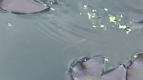 Newt in pond Video stock 75998890