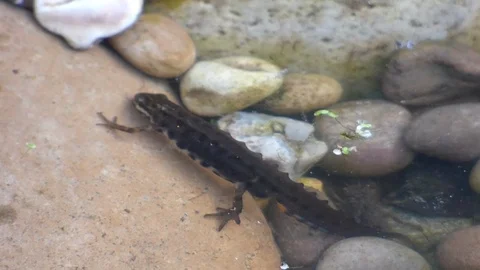 Newt in pond Video stock 89992830