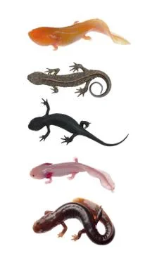 Newt salamander collection Stock Photos