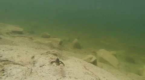 Newt swims at the camera in the back waters Stock Footage 40699141