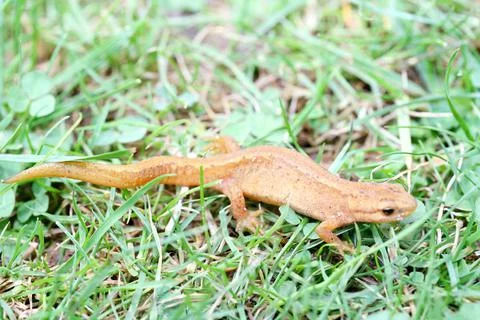 Newt  (Triturus) Stock Photos