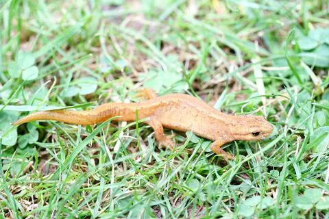 Newt  (Triturus) Stock Photos