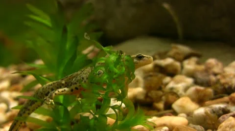 Newt in Water Stock Footage 20258386
