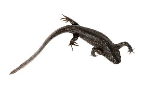 Newt on the white background Stock Photos