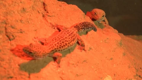 Newts 2 Stock Footage 99499222