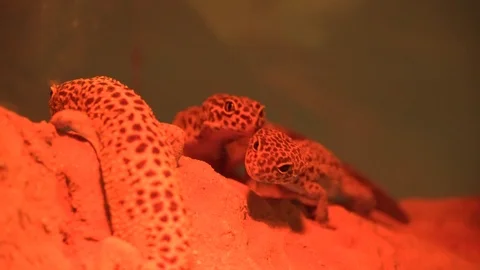 Newts 3 Stock Footage 99499226