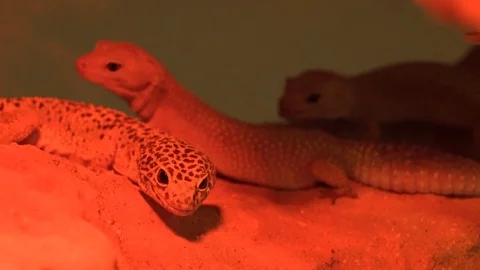 Newts 5 Stock Footage 99499225