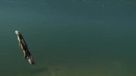 Newts float to the surface from the depths to a breath of fresh air Video stock 42699866
