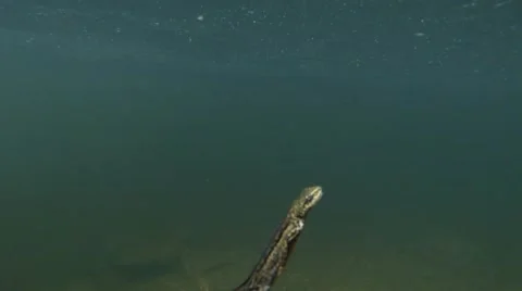 Newts float to the surface from the depths to a breath of fresh air Video stock 42699909