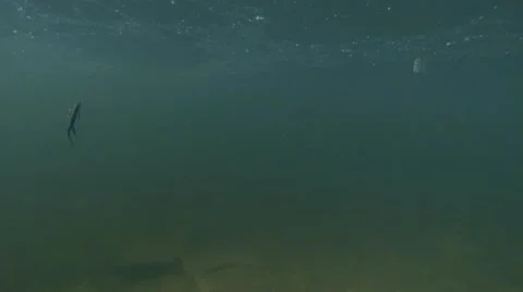 Newts float to the surface from the depths to a breath of fresh air Video stock 42699991