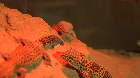 Newts Vídeos de archivo 99499221