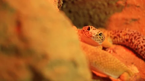 Newts Stock Footage 99508274