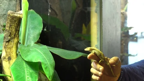 Newts jumping Stock Footage 99499379