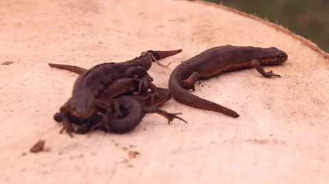 Newts, lizard on the tree Stock Footage 47826556