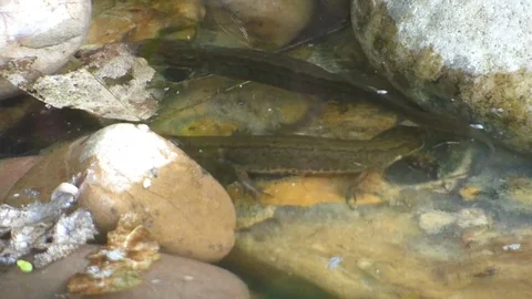 Newts in pond Video stock 89994879