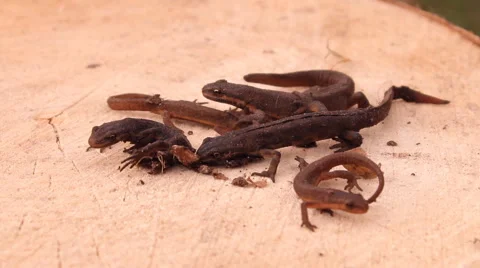 Newts on a tree stump Stock Footage 48340094