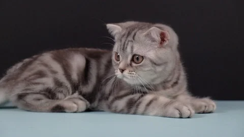 Next to the kitten rolls the egg Stock Footage 124795333