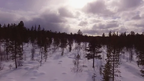 Next to pine in the winter forest 스톡 동영상 90743512