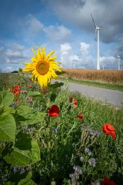 Next to a road there is a flowering strip with sunflowers, poppies and corn.. Stock Photos