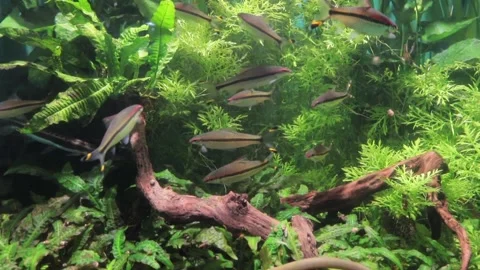 Next to the seaweed school of fish Stock Footage 113920325