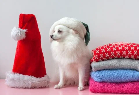 Next to a stack of Christmas and New Year sweaters sits a white pomeranian do Stock Photos
