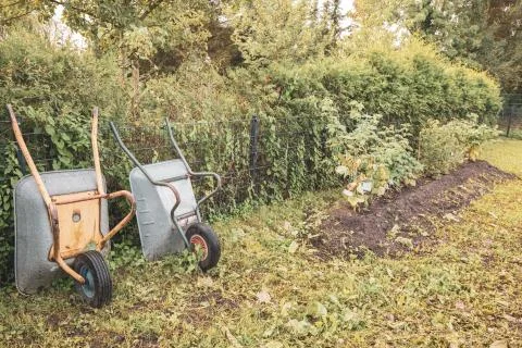 Next to a vegetable patch two wheelbarrows stand side by side in a garden Foto stock