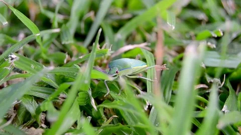 Nezara viridula or stink bug walking in grass 스톡 동영상 72249114