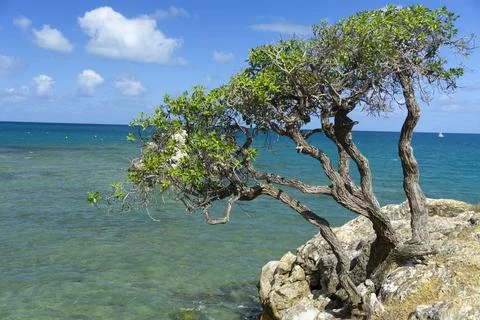 Ngaio Tree on coast Stock Photos
