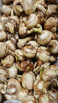 Ngarku vegetable Stock Photos