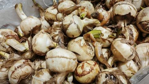 Ngarku vegetable Stock Photos
